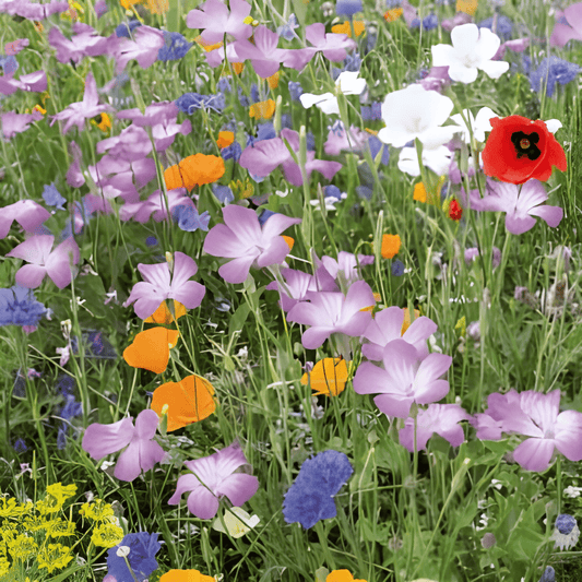 Mixed Wildflower Seeds Linum Usitatissimum Annual Perennial Variety