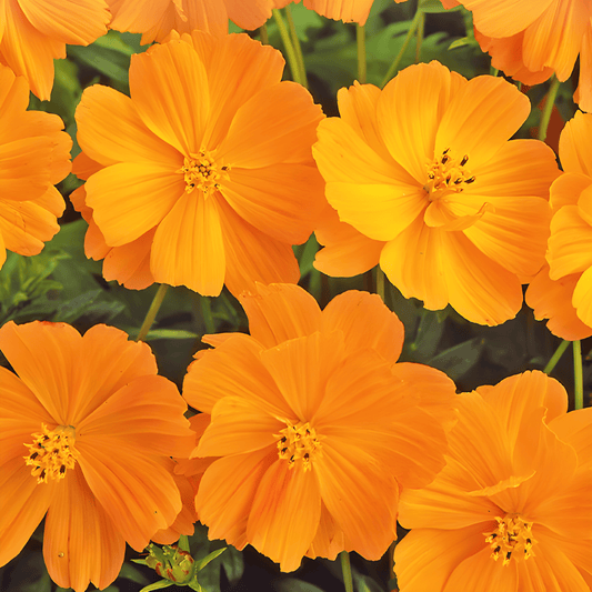 Cosmos Sulphureus Sunset Orange Cosmos Seeds For Vibrant Flowering