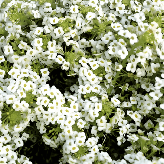 Alyssum Snow Blanket Seeds Lobularia Maritima White Flowers