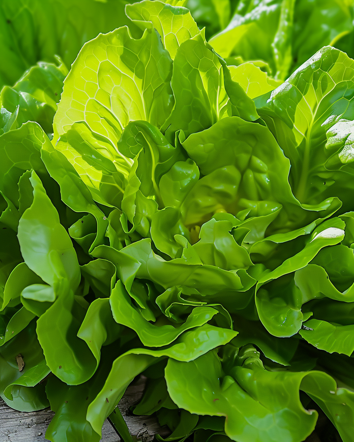 Butterhead Lettuce Seeds Lactuca Sativa L Large Serrated Leaves