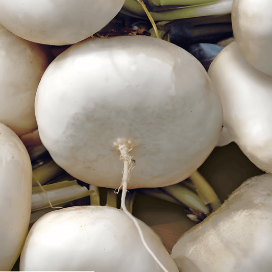 Garden Turnip Seeds Flat White May Brassica Rapa Var Rapa