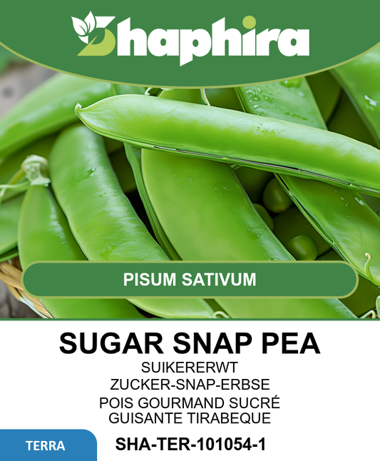 Oregon Sugar Pod Snap Peas Seeds Pisum Sativum Large Tender Pods