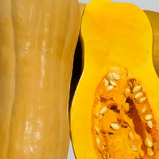 Butternut Squash Seeds Rugosa Cucurbita Moschata Vigorous Climbing Variety
