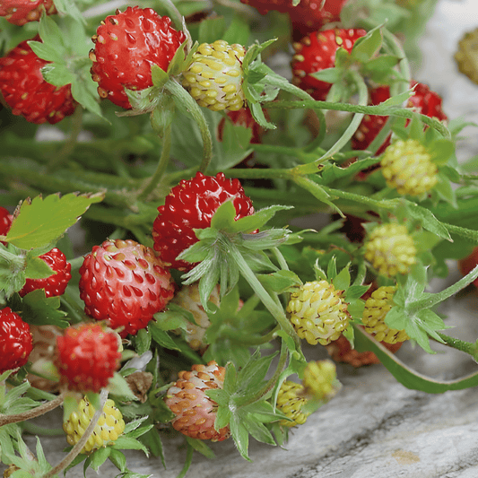 Wild Strawberry Seeds Fragaria Vesca Baron Von Solemacher Everbearing