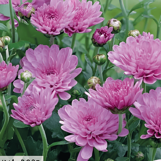 Summer Aster Bambina Rose Seeds Callistephus Chinensis Pink Flowers