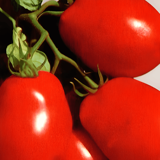 Roma Tomato Seeds Solanum Lycopersicum L Rio Grande Variety