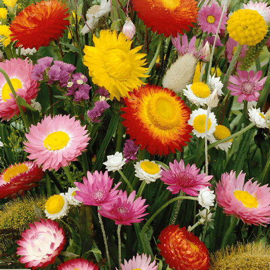 Everlasting Flowers Mixture Dried Flower Bouquet Mix Seeds