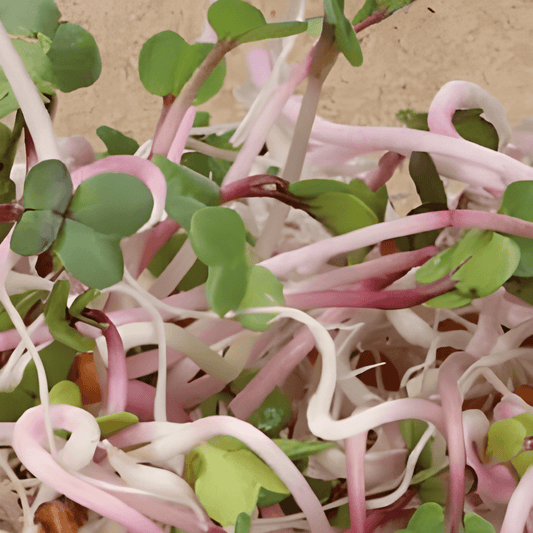 Organic Sprouting Radish China Rose Seeds Raphanus Sativus Sprouts