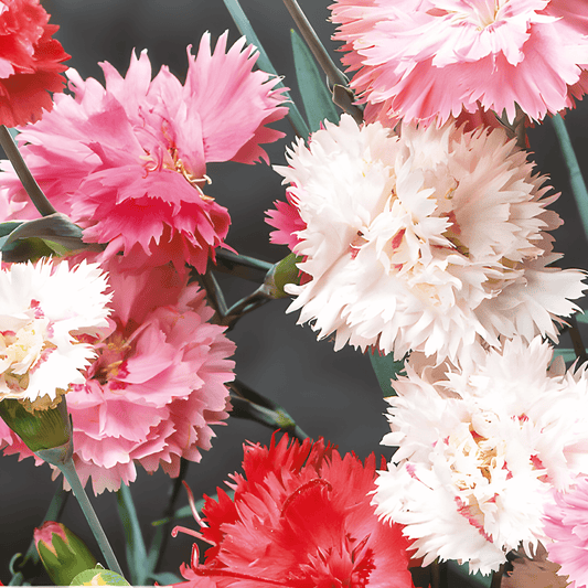 Dianthus Seeds Spring Beauty Dianthus Plumarius Fragrant Cut Flower