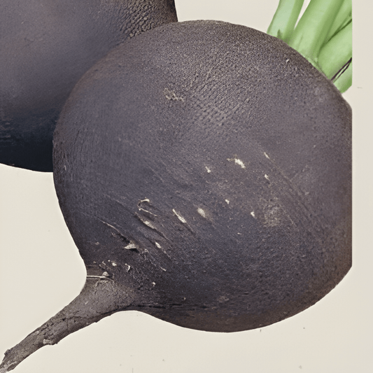 Organic Black Round Horseradish Seeds Raphanus Sativus Vegetable