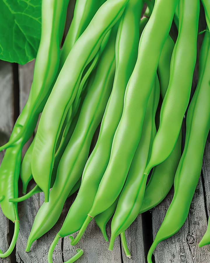 Romano Bean Seeds Phaseolus Vulgaris Terli Variety 25g