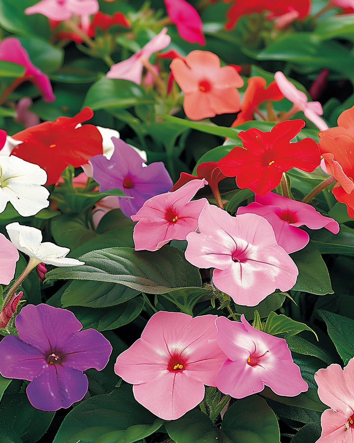 Busy Lizzy Seeds Impatiens Walleriana Mixed Baby Variety
