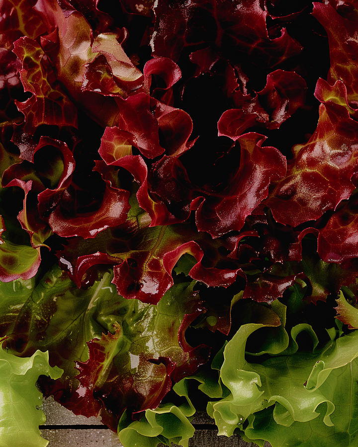 Winter Curly Lettuce Seeds Lactuca Sativa L. Italian Cut Variety