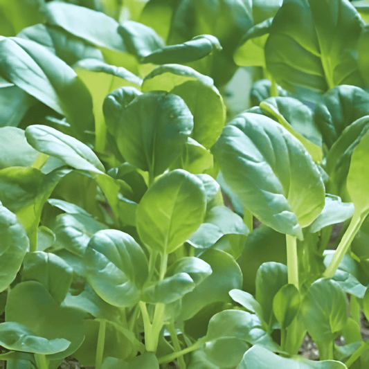 Japanese Tatsoi Microgreens Seeds Brassica Rapa Var Narinosa
