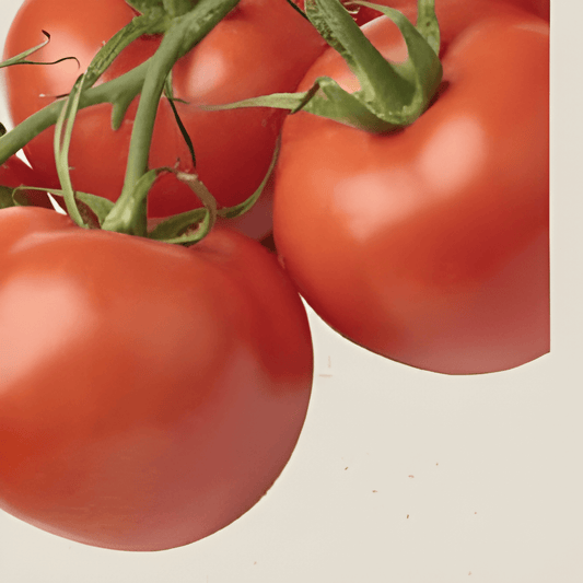 Organic Tomato Matina Seeds Solanum Lycopersicum Vegetable