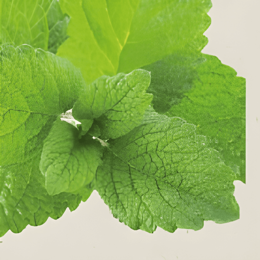 Organic Lemon Balm Seeds Melissa Officinalis Culinary Herb Perennial