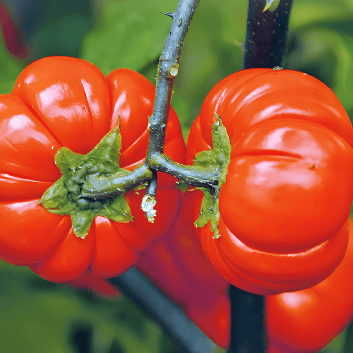 Pumpkin On A Stick Seeds Solanum Aethiopicum Vegetable Seeds
