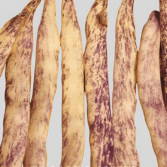 Dwarf Bean Merveille De Piemonte Seeds Phaseolus Vulgaris L.