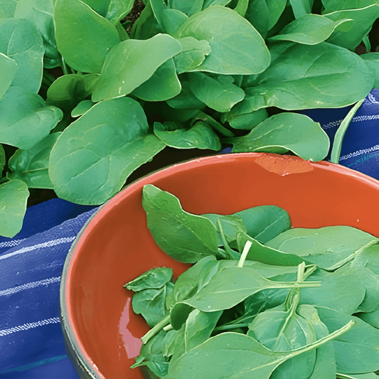 Amsterdam Giant Leaf Spinach Seeds Spinacia Oleracea Vegetable