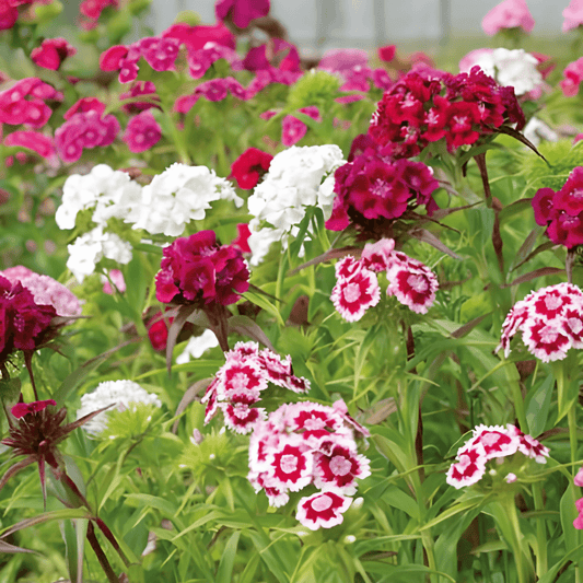 Dianthus Thousand Beauties Seeds Single-flowered Mix Dianthus Barbatus