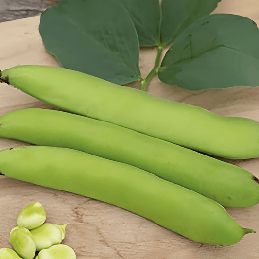 Fava Beans Seeds Vicia Faba Three Times White Variety