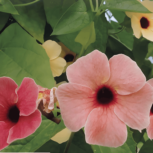Thunbergia African Sunset Seeds Thunbergia Alata African Sunset Mixed