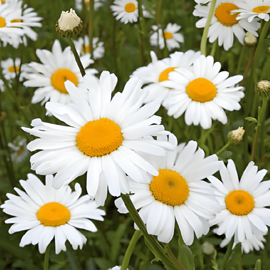 Margriet Daisy Seeds Chrysanthemum Leucanthemum Pure White Flowers