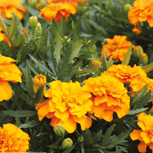 Dwarf Marigold Seeds Tagetes Patula Nana Petite Orange Flower Seeds