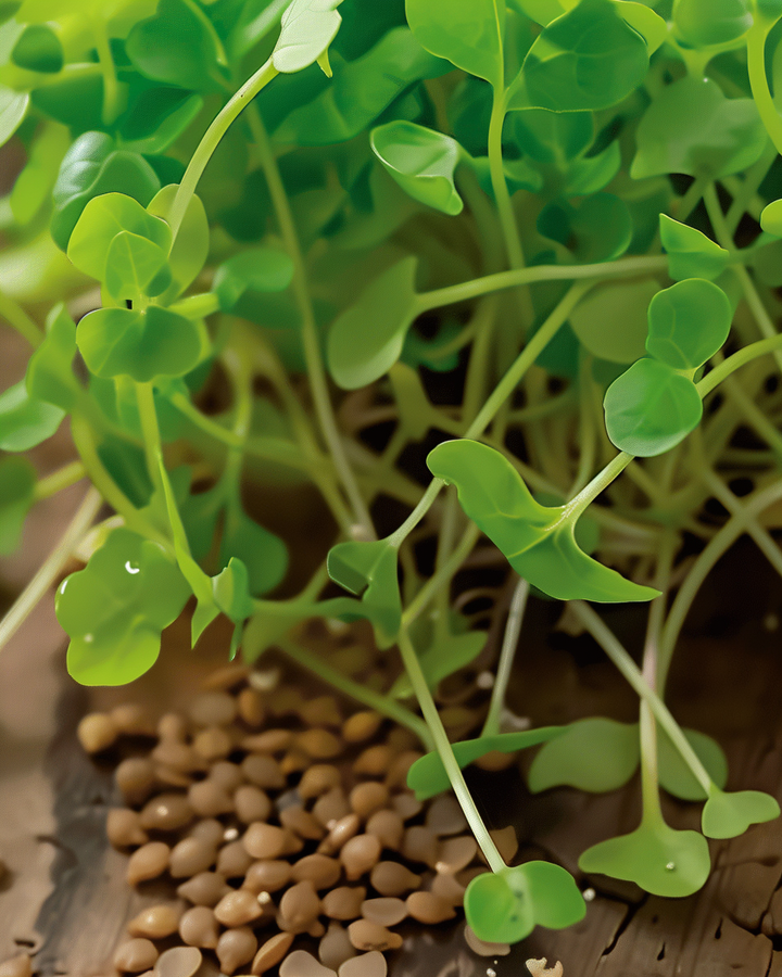 Sprouting Arugula Seeds Eruca Sativa Nutty Peppery Microgreens Variety