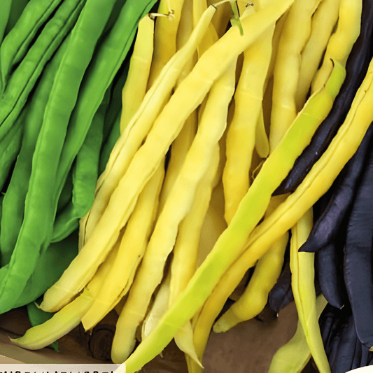 3 Color Runner Bean Mix Seeds Phaseolus Vulgaris Variety