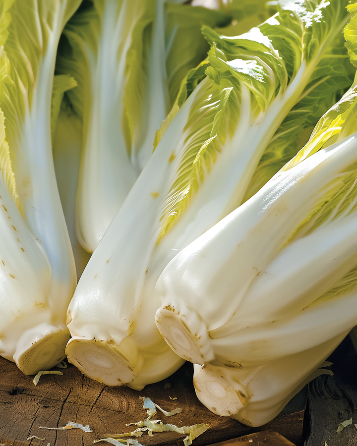 Brussels Endive Seeds Cichorium Intybus Dutch Mid Early Variety
