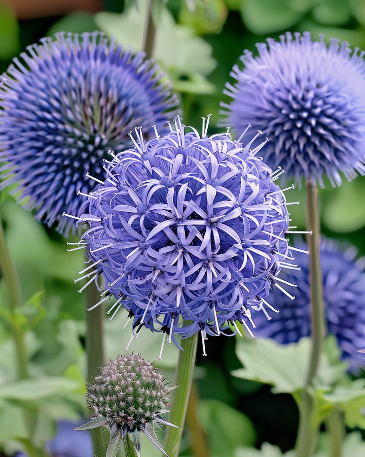Globe Thistle Seeds Echinops Ritro Blue Violet Flowers