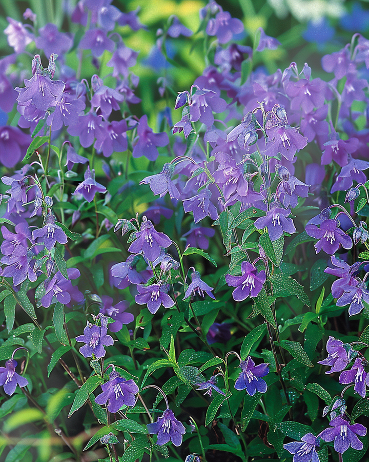 Hanging Lobelia Seeds Lobelia Erinus Pendula Sapphire Blue Flowers