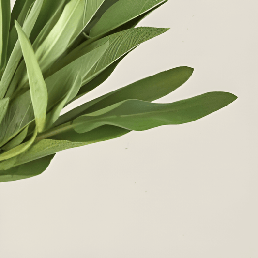 Organic Sage Seeds Salvia Officinalis Culinary Herb Variety