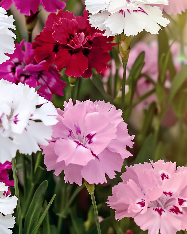 Organic Dianthus Barbatus Seeds Thousand Beauties Single Flowered Mixed