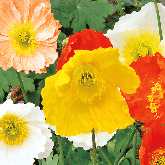 Icelandic Poppy Seeds Papaver Nudicaule Mixed Colorful Flowers