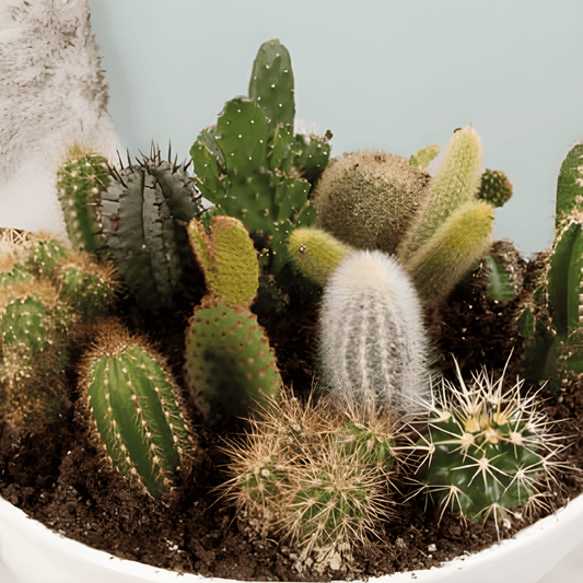 Ferocactus Wislizeni Cactus Seeds Mix For Indoor Growing