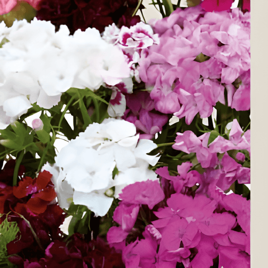 Organic Dianthus Barbatus Seeds Thousand Beauties Single Flowered Mixed