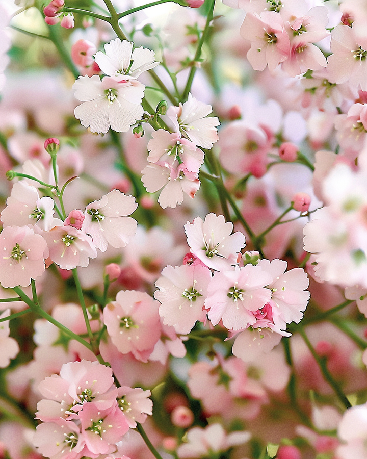 Gypsophila Elegans Pink Baby's Breath Flower Seeds