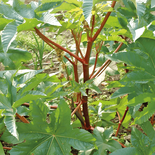 Ricinus Communis Wonderboom Seeds Fast Growing Flower Seeds