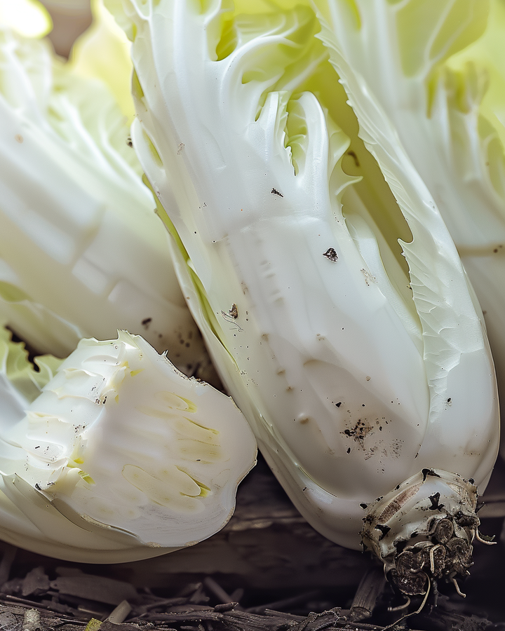 Brussels Endive Seeds Cichorium Intybus Mechelen Early Middle