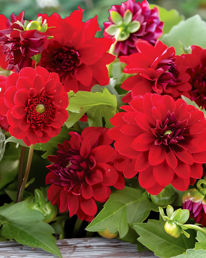 Vintage Red Red Summer Flower Seeds Annual Colorful Mix