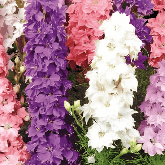 Delphinium Seeds Hyacinth-flowered Mixed Delphinium Ajacis