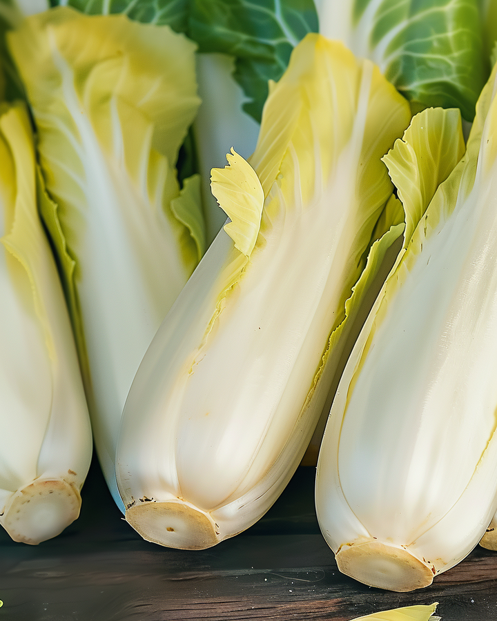 Belgian Endive Seeds Cichorium Intybus Zoom F1 Vegetable Variety