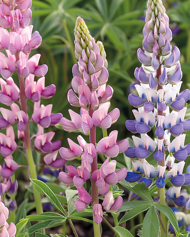Lupine Seeds Mixed Pastel Colors Lupinus Hartwegii Annual Flowers