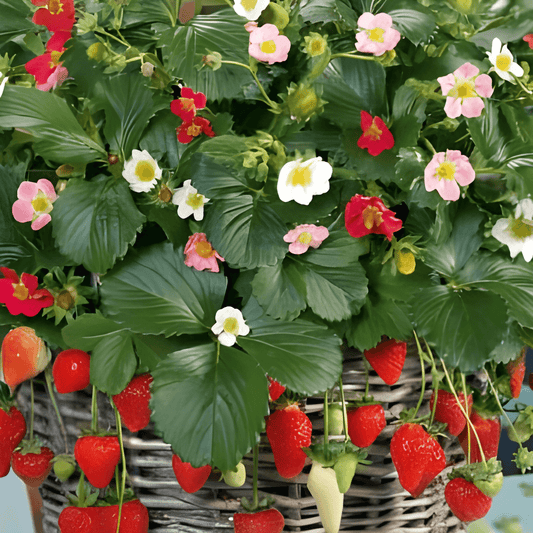 Strawberry Seeds Fragaria X Ananassa Large Sweet Fruits Treasure F1