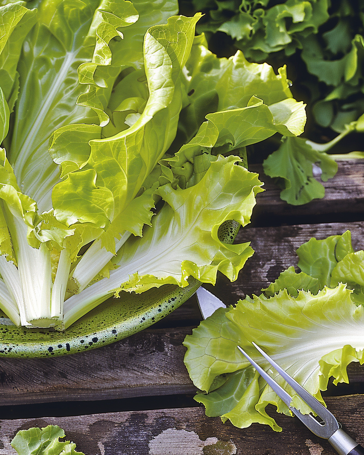 Endive Yellow Volhart Cichorium Endivia Vegetable Seeds