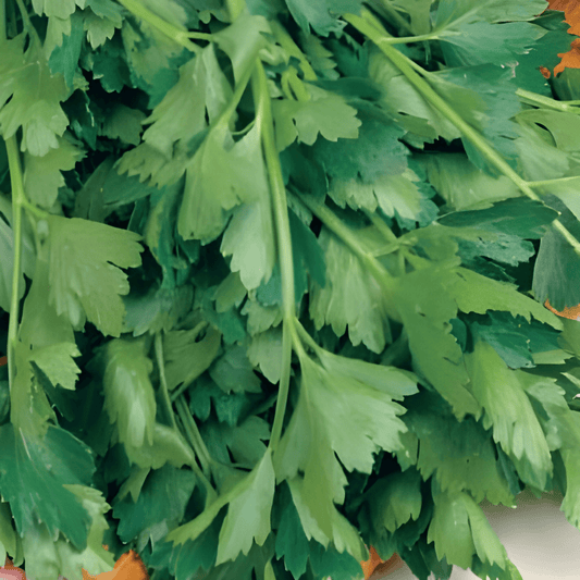 Flat-Leaf Parsley Seeds Petroselinum Crispum Amsterdam Cut