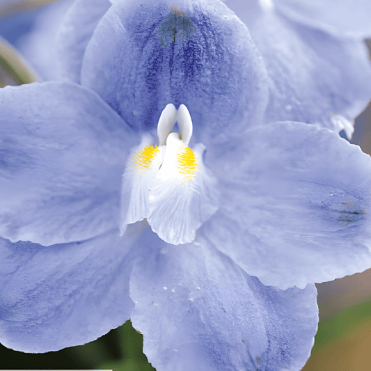 Delphinium Summer Blues Seeds Delphinium Grandiflorum Sky Blue Flowers