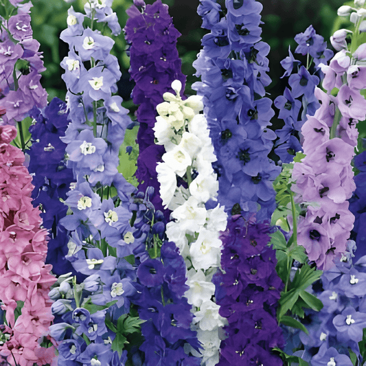 Delphinium Seeds Giant Pacific Delphinium Cultorum Flowers Mix
